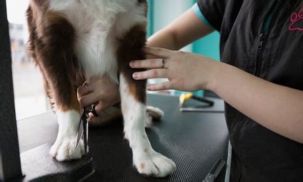 Pretty grooming - Service Plus. We follow the North American Standards for grooming the different breeds and the over 150 documented clips. Pets of mixed heritage receive clips modified individually to enhance their appearance and all grooming is subject to customer approval. Please note that nails cut and ears cleaned is done free with every grooming and if for ... 